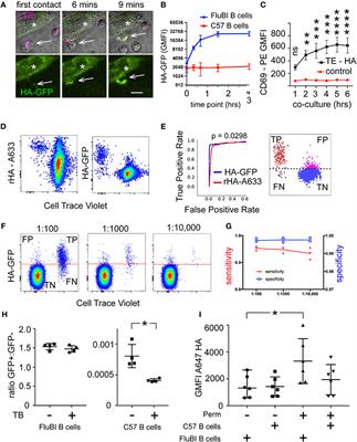 Antigen Extraction and B Cell Activation Enable Identification of Rare Membrane Antigen Specific Human B Cells